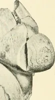 An illustration from An introduction to the study of prehistoric art (1915)