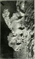 An illustration from An introduction to the study of prehistoric art (1915)