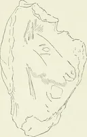 An illustration from An introduction to the study of prehistoric art (1915)
