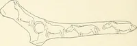 An illustration from An introduction to the study of prehistoric art (1915)