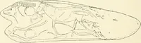 An illustration from An introduction to the study of prehistoric art (1915)