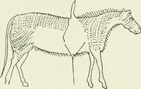 An illustration from An introduction to the study of prehistoric art (1915)