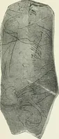 An illustration from An introduction to the study of prehistoric art (1915)