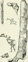 An illustration from An introduction to the study of prehistoric art (1915)