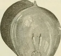 Picture 66 of 178 from The inventions : researches and writing of Nikola Tesla, with special reference to his work in polyphase currents and high potential lighting (1894), leaf 198