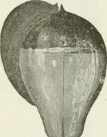 An illustration from The inventions : researches and writing of Nikola Tesla, with special reference to his work in polyphase currents and high potential lighting (1894)