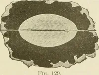 Picture 75 of 178 from The inventions : researches and writing of Nikola Tesla, with special reference to his work in polyphase currents and high potential lighting (1894), leaf 214