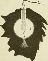 Picture 113 of 178 from The inventions : researches and writing of Nikola Tesla, with special reference to his work in polyphase currents and high potential lighting (1894), leaf 342