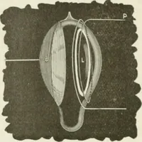 An illustration from The inventions : researches and writing of Nikola Tesla, with special reference to his work in polyphase currents and high potential lighting (1894)