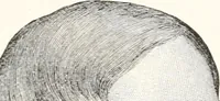 Picture 42 of 73 from Inventors (1896), leaf 206