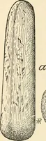 Picture 11 of 75 from The inventors and inventions of Cayuga County, N.Y. (1882), leaf 20