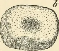 Picture 12 of 75 from The inventors and inventions of Cayuga County, N.Y. (1882), leaf 20