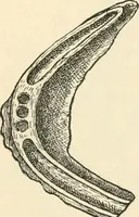 Picture 30 of 75 from The inventors and inventions of Cayuga County, N.Y. (1882), leaf 52