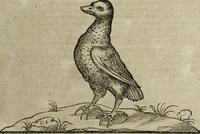 An illustration from Ioannis Eusebii Nierembergii Madritensis ex Societate Iesu ... Historia naturae, maxime peregrinae, libris XVI. distincta : in quibus rarissima naturae arcana, etiam astronomica, & ignota Indiarum animalia, ... plantae, metalla, lapides & alia mineralia, fluuiorumque & elementorum conditiones, etiam cum proprietatibus medicinalibus, describuntur ... : accedunt de miris & miraculosis naturis in Europâ libri duo, item de iisdem in terrâ Hebraeis promissâ liber vnus (1635)