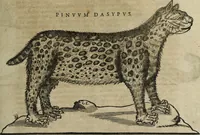 An illustration from Ioannis Eusebii Nierembergii Madritensis ex Societate Iesu ... Historia naturae, maxime peregrinae, libris XVI. distincta : in quibus rarissima naturae arcana, etiam astronomica, & ignota Indiarum animalia, ... plantae, metalla, lapides & alia mineralia, fluuiorumque & elementorum conditiones, etiam cum proprietatibus medicinalibus, describuntur ... : accedunt de miris & miraculosis naturis in Europâ libri duo, item de iisdem in terrâ Hebraeis promissâ liber vnus (1635)