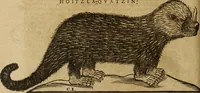An illustration from Ioannis Eusebii Nierembergii Madritensis ex Societate Iesu ... Historia naturae, maxime peregrinae, libris XVI. distincta : in quibus rarissima naturae arcana, etiam astronomica, & ignota Indiarum animalia, ... plantae, metalla, lapides & alia mineralia, fluuiorumque & elementorum conditiones, etiam cum proprietatibus medicinalibus, describuntur ... : accedunt de miris & miraculosis naturis in Europâ libri duo, item de iisdem in terrâ Hebraeis promissâ liber vnus (1635)