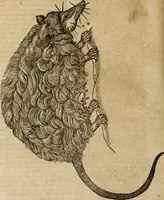 An illustration from Ioannis Eusebii Nierembergii Madritensis ex Societate Iesu ... Historia naturae, maxime peregrinae, libris XVI. distincta : in quibus rarissima naturae arcana, etiam astronomica, & ignota Indiarum animalia, ... plantae, metalla, lapides & alia mineralia, fluuiorumque & elementorum conditiones, etiam cum proprietatibus medicinalibus, describuntur ... : accedunt de miris & miraculosis naturis in Europâ libri duo, item de iisdem in terrâ Hebraeis promissâ liber vnus (1635)