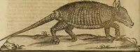 An illustration from Ioannis Eusebii Nierembergii Madritensis ex Societate Iesu ... Historia naturae, maxime peregrinae, libris XVI. distincta : in quibus rarissima naturae arcana, etiam astronomica, & ignota Indiarum animalia, ... plantae, metalla, lapides & alia mineralia, fluuiorumque & elementorum conditiones, etiam cum proprietatibus medicinalibus, describuntur ... : accedunt de miris & miraculosis naturis in Europâ libri duo, item de iisdem in terrâ Hebraeis promissâ liber vnus (1635)
