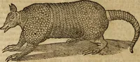 Picture 23 of 109 from Ioannis Eusebii Nierembergii Madritensis ex Societate Iesu ... Historia naturae, maxime peregrinae, libris XVI. distincta : in quibus rarissima naturae arcana, etiam astronomica, & ignota Indiarum animalia, ... plantae, metalla, lapides & alia mineralia, fluuiorumque & elementorum conditiones, etiam cum proprietatibus medicinalibus, describuntur ... : accedunt de miris & miraculosis naturis in Europâ libri duo, item de iisdem in terrâ Hebraeis promissâ liber vnus (1635), leaf 171