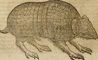 An illustration from Ioannis Eusebii Nierembergii Madritensis ex Societate Iesu ... Historia naturae, maxime peregrinae, libris XVI. distincta : in quibus rarissima naturae arcana, etiam astronomica, & ignota Indiarum animalia, ... plantae, metalla, lapides & alia mineralia, fluuiorumque & elementorum conditiones, etiam cum proprietatibus medicinalibus, describuntur ... : accedunt de miris & miraculosis naturis in Europâ libri duo, item de iisdem in terrâ Hebraeis promissâ liber vnus (1635)