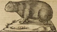 An illustration from Ioannis Eusebii Nierembergii Madritensis ex Societate Iesu ... Historia naturae, maxime peregrinae, libris XVI. distincta : in quibus rarissima naturae arcana, etiam astronomica, & ignota Indiarum animalia, ... plantae, metalla, lapides & alia mineralia, fluuiorumque & elementorum conditiones, etiam cum proprietatibus medicinalibus, describuntur ... : accedunt de miris & miraculosis naturis in Europâ libri duo, item de iisdem in terrâ Hebraeis promissâ liber vnus (1635)