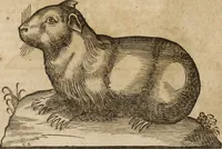 An illustration from Ioannis Eusebii Nierembergii Madritensis ex Societate Iesu ... Historia naturae, maxime peregrinae, libris XVI. distincta : in quibus rarissima naturae arcana, etiam astronomica, & ignota Indiarum animalia, ... plantae, metalla, lapides & alia mineralia, fluuiorumque & elementorum conditiones, etiam cum proprietatibus medicinalibus, describuntur ... : accedunt de miris & miraculosis naturis in Europâ libri duo, item de iisdem in terrâ Hebraeis promissâ liber vnus (1635)