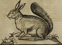 An illustration from Ioannis Eusebii Nierembergii Madritensis ex Societate Iesu ... Historia naturae, maxime peregrinae, libris XVI. distincta : in quibus rarissima naturae arcana, etiam astronomica, & ignota Indiarum animalia, ... plantae, metalla, lapides & alia mineralia, fluuiorumque & elementorum conditiones, etiam cum proprietatibus medicinalibus, describuntur ... : accedunt de miris & miraculosis naturis in Europâ libri duo, item de iisdem in terrâ Hebraeis promissâ liber vnus (1635)