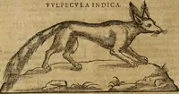 An illustration from Ioannis Eusebii Nierembergii Madritensis ex Societate Iesu ... Historia naturae, maxime peregrinae, libris XVI. distincta : in quibus rarissima naturae arcana, etiam astronomica, & ignota Indiarum animalia, ... plantae, metalla, lapides & alia mineralia, fluuiorumque & elementorum conditiones, etiam cum proprietatibus medicinalibus, describuntur ... : accedunt de miris & miraculosis naturis in Europâ libri duo, item de iisdem in terrâ Hebraeis promissâ liber vnus (1635)