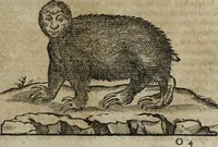 An illustration from Ioannis Eusebii Nierembergii Madritensis ex Societate Iesu ... Historia naturae, maxime peregrinae, libris XVI. distincta : in quibus rarissima naturae arcana, etiam astronomica, & ignota Indiarum animalia, ... plantae, metalla, lapides & alia mineralia, fluuiorumque & elementorum conditiones, etiam cum proprietatibus medicinalibus, describuntur ... : accedunt de miris & miraculosis naturis in Europâ libri duo, item de iisdem in terrâ Hebraeis promissâ liber vnus (1635)