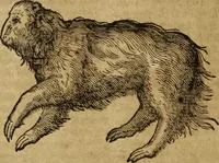 Picture 30 of 109 from Ioannis Eusebii Nierembergii Madritensis ex Societate Iesu ... Historia naturae, maxime peregrinae, libris XVI. distincta : in quibus rarissima naturae arcana, etiam astronomica, & ignota Indiarum animalia, ... plantae, metalla, lapides & alia mineralia, fluuiorumque & elementorum conditiones, etiam cum proprietatibus medicinalibus, describuntur ... : accedunt de miris & miraculosis naturis in Europâ libri duo, item de iisdem in terrâ Hebraeis promissâ liber vnus (1635), leaf 177