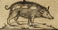 An illustration from Ioannis Eusebii Nierembergii Madritensis ex Societate Iesu ... Historia naturae, maxime peregrinae, libris XVI. distincta : in quibus rarissima naturae arcana, etiam astronomica, & ignota Indiarum animalia, ... plantae, metalla, lapides & alia mineralia, fluuiorumque & elementorum conditiones, etiam cum proprietatibus medicinalibus, describuntur ... : accedunt de miris & miraculosis naturis in Europâ libri duo, item de iisdem in terrâ Hebraeis promissâ liber vnus (1635)