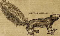 An illustration from Ioannis Eusebii Nierembergii Madritensis ex Societate Iesu ... Historia naturae, maxime peregrinae, libris XVI. distincta : in quibus rarissima naturae arcana, etiam astronomica, & ignota Indiarum animalia, ... plantae, metalla, lapides & alia mineralia, fluuiorumque & elementorum conditiones, etiam cum proprietatibus medicinalibus, describuntur ... : accedunt de miris & miraculosis naturis in Europâ libri duo, item de iisdem in terrâ Hebraeis promissâ liber vnus (1635)