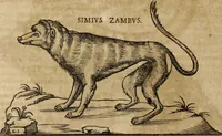 Picture 35 of 109 from Ioannis Eusebii Nierembergii Madritensis ex Societate Iesu ... Historia naturae, maxime peregrinae, libris XVI. distincta : in quibus rarissima naturae arcana, etiam astronomica, & ignota Indiarum animalia, ... plantae, metalla, lapides & alia mineralia, fluuiorumque & elementorum conditiones, etiam cum proprietatibus medicinalibus, describuntur ... : accedunt de miris & miraculosis naturis in Europâ libri duo, item de iisdem in terrâ Hebraeis promissâ liber vnus (1635), leaf 189