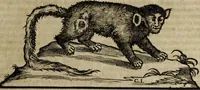 An illustration from Ioannis Eusebii Nierembergii Madritensis ex Societate Iesu ... Historia naturae, maxime peregrinae, libris XVI. distincta : in quibus rarissima naturae arcana, etiam astronomica, & ignota Indiarum animalia, ... plantae, metalla, lapides & alia mineralia, fluuiorumque & elementorum conditiones, etiam cum proprietatibus medicinalibus, describuntur ... : accedunt de miris & miraculosis naturis in Europâ libri duo, item de iisdem in terrâ Hebraeis promissâ liber vnus (1635)