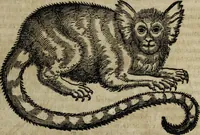 An illustration from Ioannis Eusebii Nierembergii Madritensis ex Societate Iesu ... Historia naturae, maxime peregrinae, libris XVI. distincta : in quibus rarissima naturae arcana, etiam astronomica, & ignota Indiarum animalia, ... plantae, metalla, lapides & alia mineralia, fluuiorumque & elementorum conditiones, etiam cum proprietatibus medicinalibus, describuntur ... : accedunt de miris & miraculosis naturis in Europâ libri duo, item de iisdem in terrâ Hebraeis promissâ liber vnus (1635)
