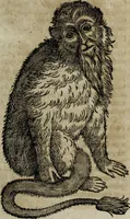 An illustration from Ioannis Eusebii Nierembergii Madritensis ex Societate Iesu ... Historia naturae, maxime peregrinae, libris XVI. distincta : in quibus rarissima naturae arcana, etiam astronomica, & ignota Indiarum animalia, ... plantae, metalla, lapides & alia mineralia, fluuiorumque & elementorum conditiones, etiam cum proprietatibus medicinalibus, describuntur ... : accedunt de miris & miraculosis naturis in Europâ libri duo, item de iisdem in terrâ Hebraeis promissâ liber vnus (1635)