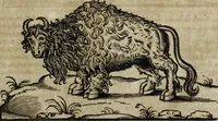 An illustration from Ioannis Eusebii Nierembergii Madritensis ex Societate Iesu ... Historia naturae, maxime peregrinae, libris XVI. distincta : in quibus rarissima naturae arcana, etiam astronomica, & ignota Indiarum animalia, ... plantae, metalla, lapides & alia mineralia, fluuiorumque & elementorum conditiones, etiam cum proprietatibus medicinalibus, describuntur ... : accedunt de miris & miraculosis naturis in Europâ libri duo, item de iisdem in terrâ Hebraeis promissâ liber vnus (1635)