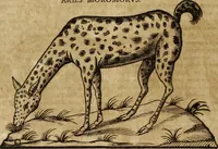 Picture 41 of 109 from Ioannis Eusebii Nierembergii Madritensis ex Societate Iesu ... Historia naturae, maxime peregrinae, libris XVI. distincta : in quibus rarissima naturae arcana, etiam astronomica, & ignota Indiarum animalia, ... plantae, metalla, lapides & alia mineralia, fluuiorumque & elementorum conditiones, etiam cum proprietatibus medicinalibus, describuntur ... : accedunt de miris & miraculosis naturis in Europâ libri duo, item de iisdem in terrâ Hebraeis promissâ liber vnus (1635), leaf 195