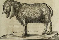 Picture 42 of 109 from Ioannis Eusebii Nierembergii Madritensis ex Societate Iesu ... Historia naturae, maxime peregrinae, libris XVI. distincta : in quibus rarissima naturae arcana, etiam astronomica, & ignota Indiarum animalia, ... plantae, metalla, lapides & alia mineralia, fluuiorumque & elementorum conditiones, etiam cum proprietatibus medicinalibus, describuntur ... : accedunt de miris & miraculosis naturis in Europâ libri duo, item de iisdem in terrâ Hebraeis promissâ liber vnus (1635), leaf 196