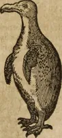 An illustration from Ioannis Eusebii Nierembergii Madritensis ex Societate Iesu ... Historia naturae, maxime peregrinae, libris XVI. distincta : in quibus rarissima naturae arcana, etiam astronomica, & ignota Indiarum animalia, ... plantae, metalla, lapides & alia mineralia, fluuiorumque & elementorum conditiones, etiam cum proprietatibus medicinalibus, describuntur ... : accedunt de miris & miraculosis naturis in Europâ libri duo, item de iisdem in terrâ Hebraeis promissâ liber vnus (1635)