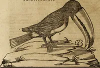 An illustration from Ioannis Eusebii Nierembergii Madritensis ex Societate Iesu ... Historia naturae, maxime peregrinae, libris XVI. distincta : in quibus rarissima naturae arcana, etiam astronomica, & ignota Indiarum animalia, ... plantae, metalla, lapides & alia mineralia, fluuiorumque & elementorum conditiones, etiam cum proprietatibus medicinalibus, describuntur ... : accedunt de miris & miraculosis naturis in Europâ libri duo, item de iisdem in terrâ Hebraeis promissâ liber vnus (1635)