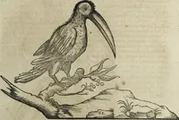 An illustration from Ioannis Eusebii Nierembergii Madritensis ex Societate Iesu ... Historia naturae, maxime peregrinae, libris XVI. distincta : in quibus rarissima naturae arcana, etiam astronomica, & ignota Indiarum animalia, ... plantae, metalla, lapides & alia mineralia, fluuiorumque & elementorum conditiones, etiam cum proprietatibus medicinalibus, describuntur ... : accedunt de miris & miraculosis naturis in Europâ libri duo, item de iisdem in terrâ Hebraeis promissâ liber vnus (1635)