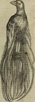 An illustration from Ioannis Eusebii Nierembergii Madritensis ex Societate Iesu ... Historia naturae, maxime peregrinae, libris XVI. distincta : in quibus rarissima naturae arcana, etiam astronomica, & ignota Indiarum animalia, ... plantae, metalla, lapides & alia mineralia, fluuiorumque & elementorum conditiones, etiam cum proprietatibus medicinalibus, describuntur ... : accedunt de miris & miraculosis naturis in Europâ libri duo, item de iisdem in terrâ Hebraeis promissâ liber vnus (1635)