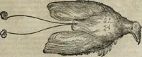 An illustration from Ioannis Eusebii Nierembergii Madritensis ex Societate Iesu ... Historia naturae, maxime peregrinae, libris XVI. distincta : in quibus rarissima naturae arcana, etiam astronomica, & ignota Indiarum animalia, ... plantae, metalla, lapides & alia mineralia, fluuiorumque & elementorum conditiones, etiam cum proprietatibus medicinalibus, describuntur ... : accedunt de miris & miraculosis naturis in Europâ libri duo, item de iisdem in terrâ Hebraeis promissâ liber vnus (1635)