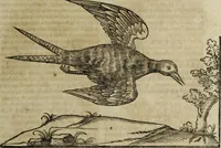 An illustration from Ioannis Eusebii Nierembergii Madritensis ex Societate Iesu ... Historia naturae, maxime peregrinae, libris XVI. distincta : in quibus rarissima naturae arcana, etiam astronomica, & ignota Indiarum animalia, ... plantae, metalla, lapides & alia mineralia, fluuiorumque & elementorum conditiones, etiam cum proprietatibus medicinalibus, describuntur ... : accedunt de miris & miraculosis naturis in Europâ libri duo, item de iisdem in terrâ Hebraeis promissâ liber vnus (1635)