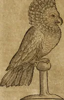 An illustration from Ioannis Eusebii Nierembergii Madritensis ex Societate Iesu ... Historia naturae, maxime peregrinae, libris XVI. distincta : in quibus rarissima naturae arcana, etiam astronomica, & ignota Indiarum animalia, ... plantae, metalla, lapides & alia mineralia, fluuiorumque & elementorum conditiones, etiam cum proprietatibus medicinalibus, describuntur ... : accedunt de miris & miraculosis naturis in Europâ libri duo, item de iisdem in terrâ Hebraeis promissâ liber vnus (1635)