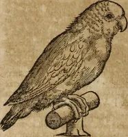 Picture 59 of 109 from Ioannis Eusebii Nierembergii Madritensis ex Societate Iesu ... Historia naturae, maxime peregrinae, libris XVI. distincta : in quibus rarissima naturae arcana, etiam astronomica, & ignota Indiarum animalia, ... plantae, metalla, lapides & alia mineralia, fluuiorumque & elementorum conditiones, etiam cum proprietatibus medicinalibus, describuntur ... : accedunt de miris & miraculosis naturis in Europâ libri duo, item de iisdem in terrâ Hebraeis promissâ liber vnus (1635), leaf 239