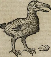 An illustration from Ioannis Eusebii Nierembergii Madritensis ex Societate Iesu ... Historia naturae, maxime peregrinae, libris XVI. distincta : in quibus rarissima naturae arcana, etiam astronomica, & ignota Indiarum animalia, ... plantae, metalla, lapides & alia mineralia, fluuiorumque & elementorum conditiones, etiam cum proprietatibus medicinalibus, describuntur ... : accedunt de miris & miraculosis naturis in Europâ libri duo, item de iisdem in terrâ Hebraeis promissâ liber vnus (1635)