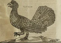 Picture 61 of 109 from Ioannis Eusebii Nierembergii Madritensis ex Societate Iesu ... Historia naturae, maxime peregrinae, libris XVI. distincta : in quibus rarissima naturae arcana, etiam astronomica, & ignota Indiarum animalia, ... plantae, metalla, lapides & alia mineralia, fluuiorumque & elementorum conditiones, etiam cum proprietatibus medicinalibus, describuntur ... : accedunt de miris & miraculosis naturis in Europâ libri duo, item de iisdem in terrâ Hebraeis promissâ liber vnus (1635), leaf 248