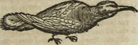 An illustration from Ioannis Eusebii Nierembergii Madritensis ex Societate Iesu ... Historia naturae, maxime peregrinae, libris XVI. distincta : in quibus rarissima naturae arcana, etiam astronomica, & ignota Indiarum animalia, ... plantae, metalla, lapides & alia mineralia, fluuiorumque & elementorum conditiones, etiam cum proprietatibus medicinalibus, describuntur ... : accedunt de miris & miraculosis naturis in Europâ libri duo, item de iisdem in terrâ Hebraeis promissâ liber vnus (1635)